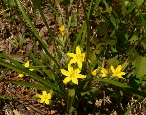 {Hypoxis hirsuta}